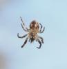 Larinioides sclopetarius